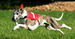 Coursing