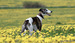 DSC03100-1.JPG
