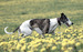 DSC03146-1.JPG
