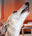 DSC03505.JPG