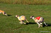 DSC06807.jpg