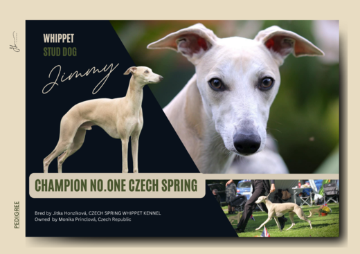 Krycí psi Czech Spring