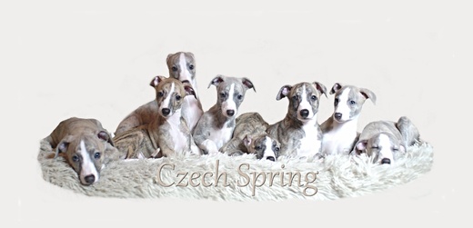 Czech Spring - week7.jpg